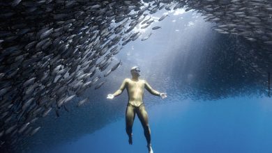 Photo of Школа фридайвинга: новый уровень освоения подводного мира